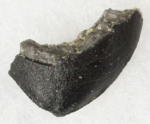 Camarasaurus Tooth Tip - Skull Creek Quarry #19323